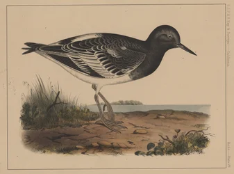 Aves, lámina VII, 1855